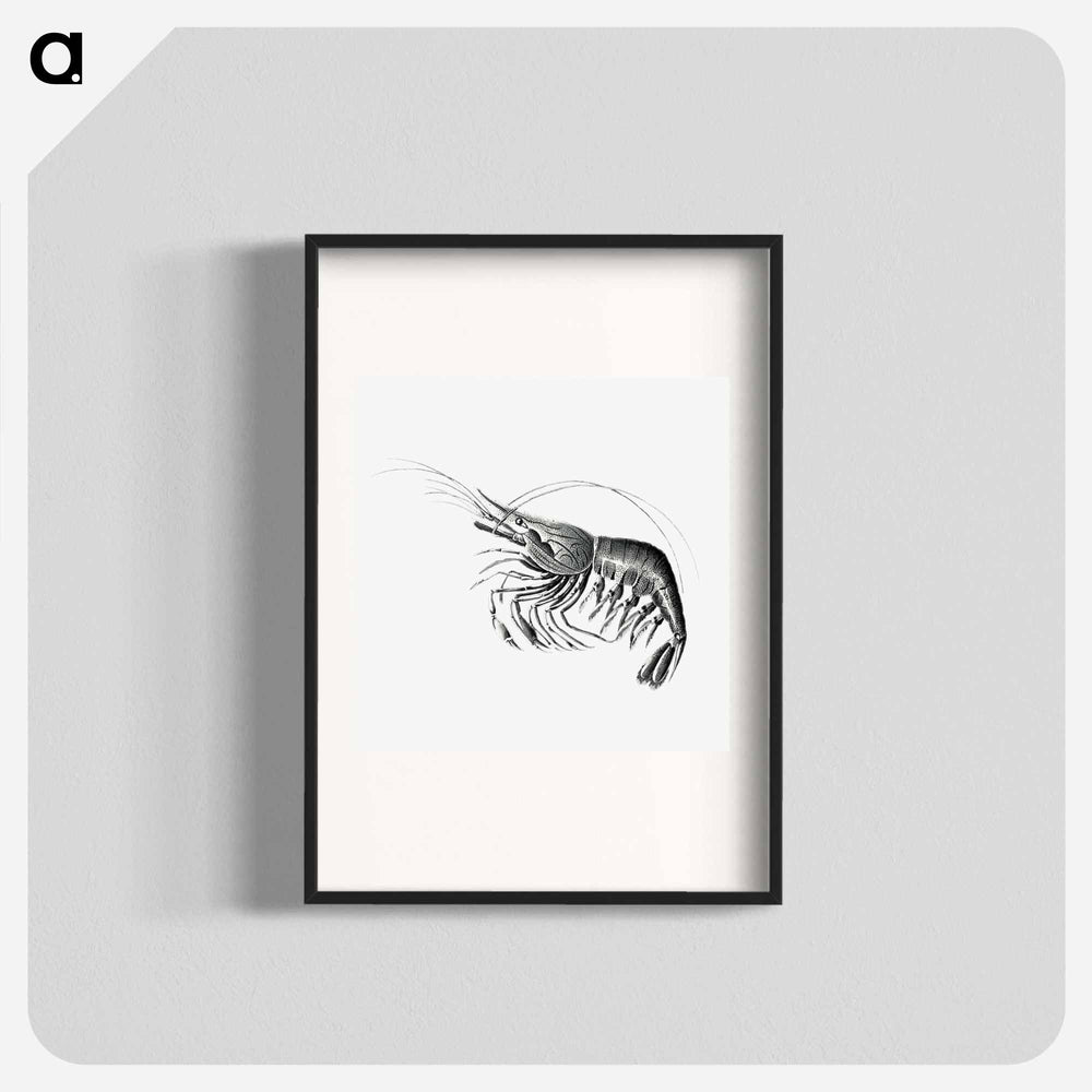 Vintage prawn marine life illustration - エルンスト ヘッケル Poster.