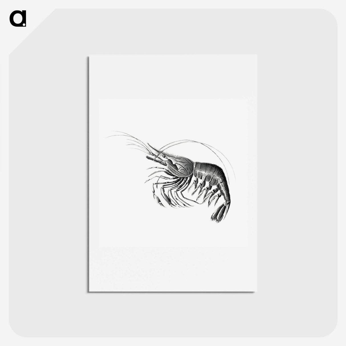 2-51_Ernst-Haeckel_hagaki