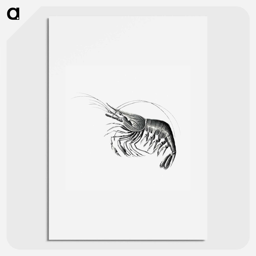 Vintage prawn marine life illustration - エルンスト ヘッケル Poster.