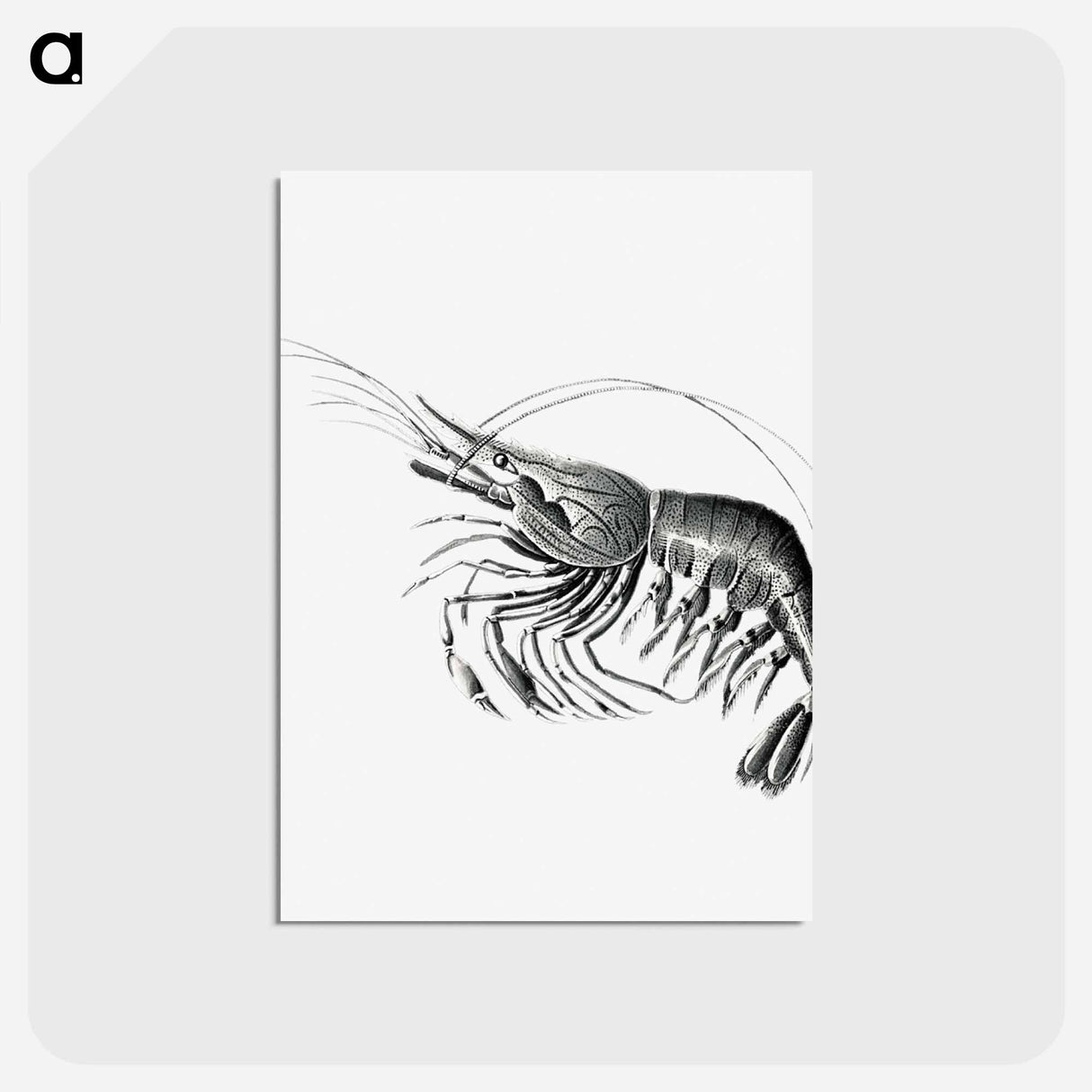 アートポストカード-Vintage prawn marine life illustration - エルンスト ヘッケル Postcard.