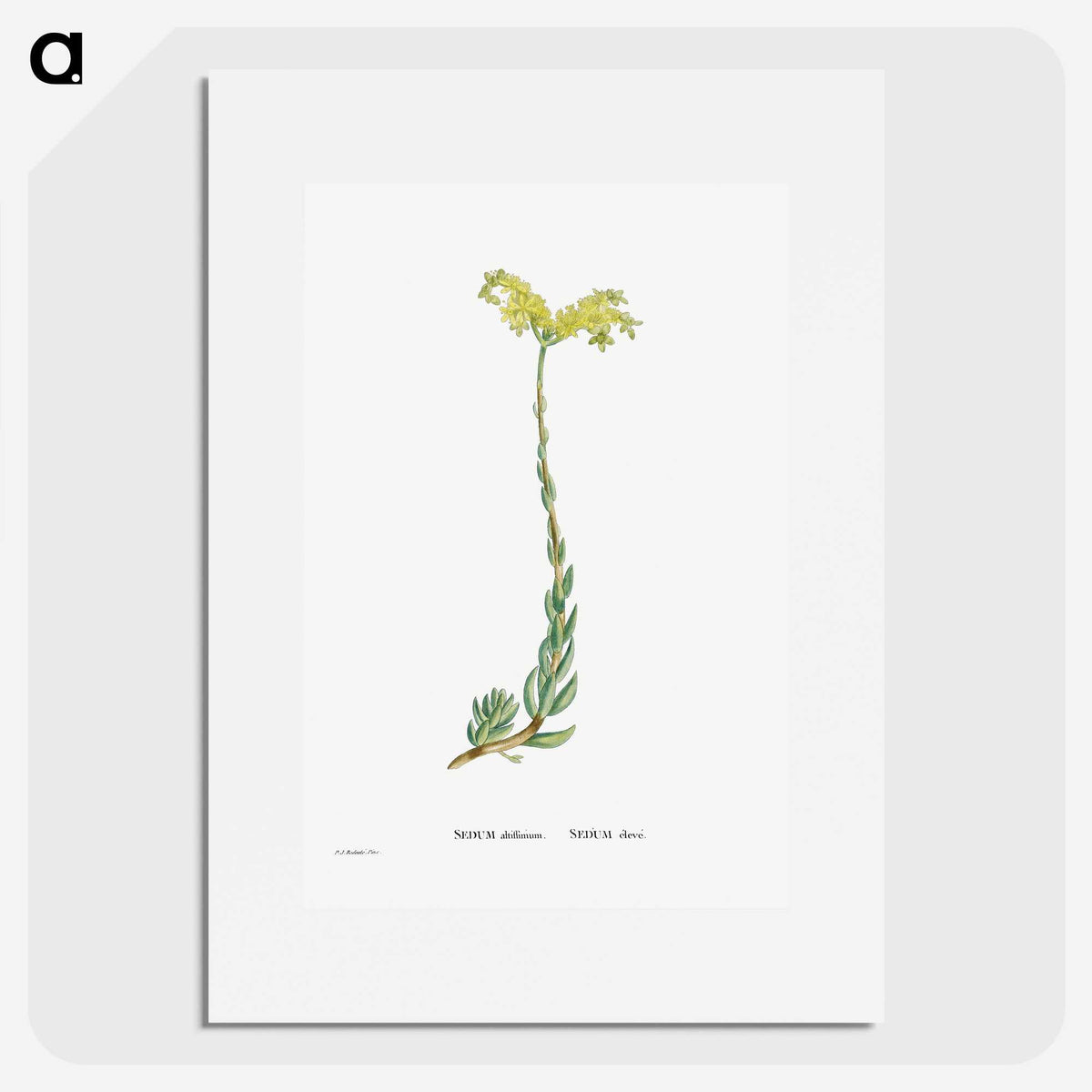 2-51_Histoire-des-Plantes-Grasses_picture