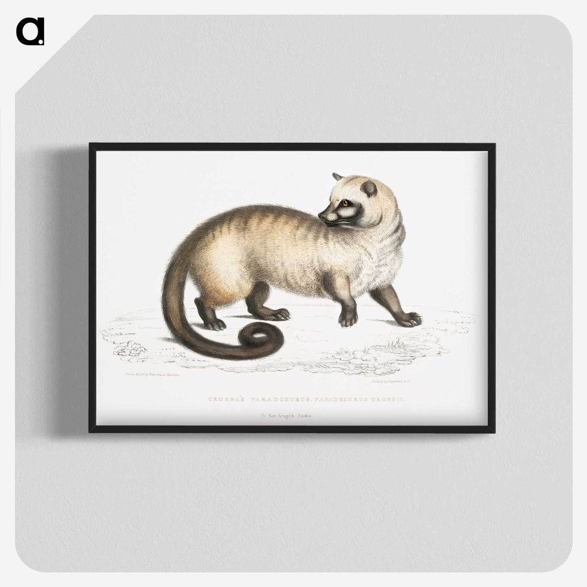2-51_Indian-Zoology_blk-crop