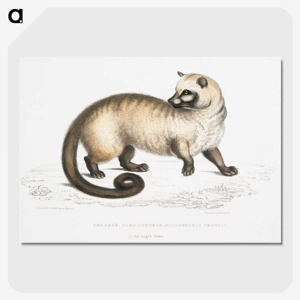 2-51_Indian-Zoology_picture-crop