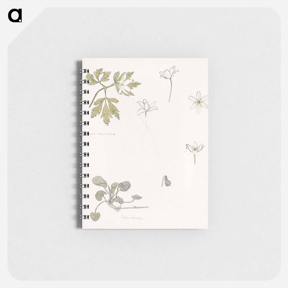 Sketches of wood anemone and sweet violet - ユリー デ フラーハ Memo.