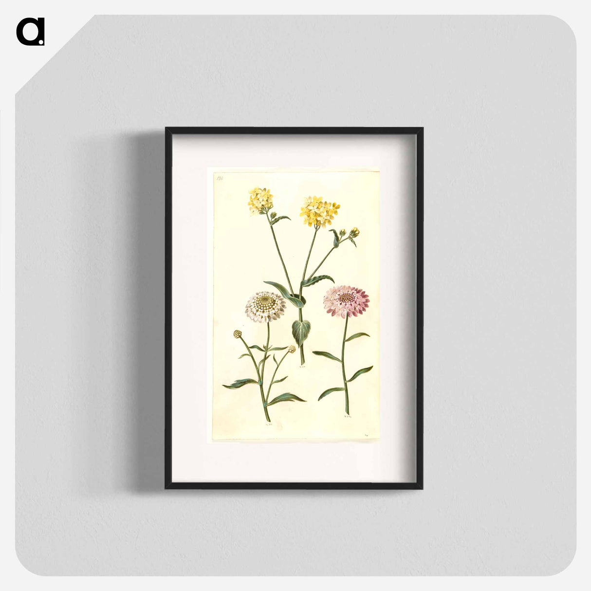 アートポスター-Brassica napus and Iberis amara
- マリア ジビーラ メーリアン Poster.