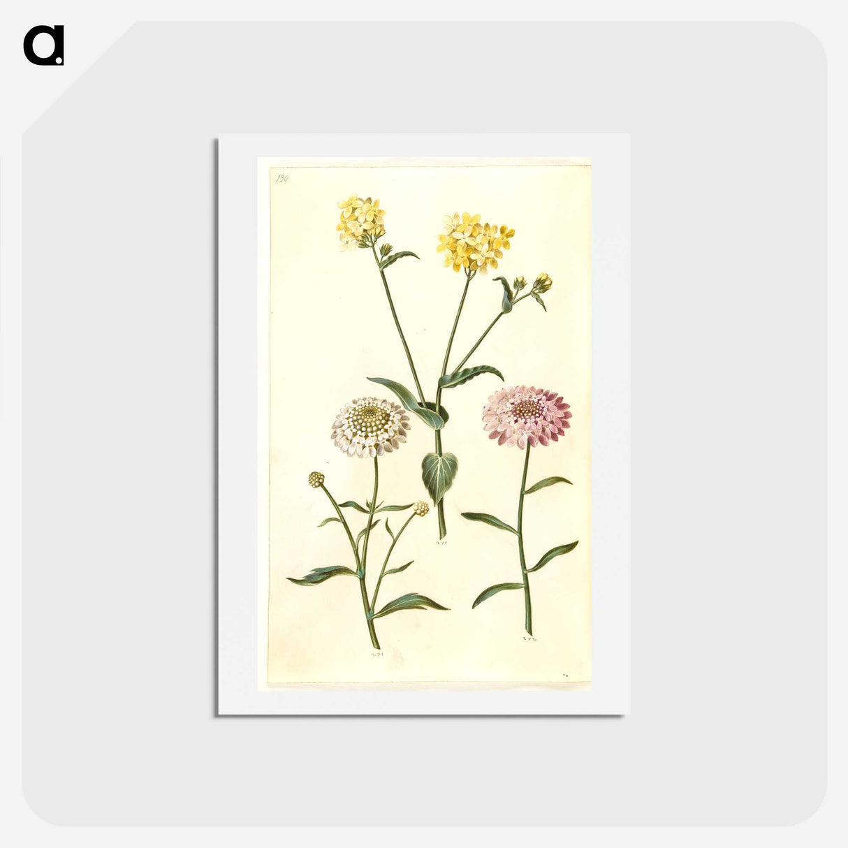 2-51_Maria-Sibylla-Merian_hagaki