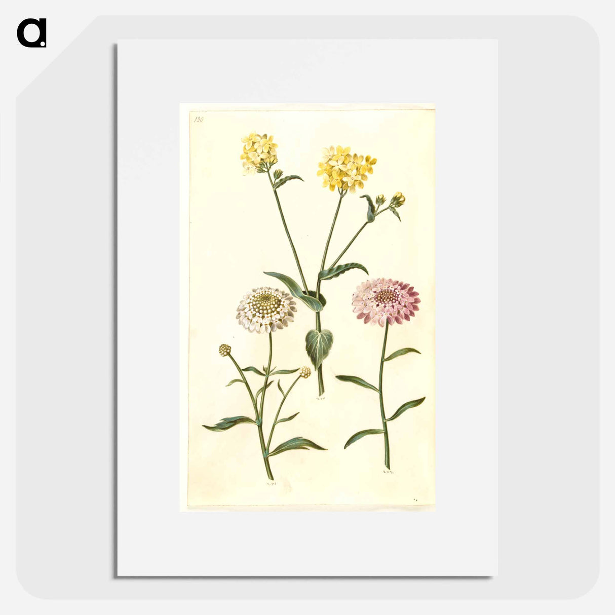 アートポスター-Brassica napus and Iberis amara
- マリア ジビーラ メーリアン Poster.