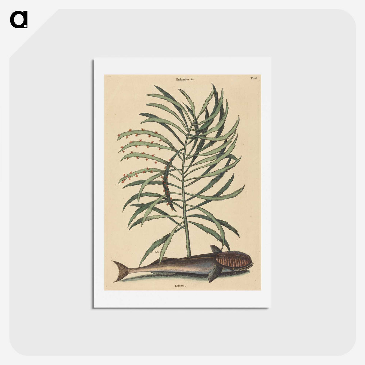 2-51_Mark-Catesby_hagaki