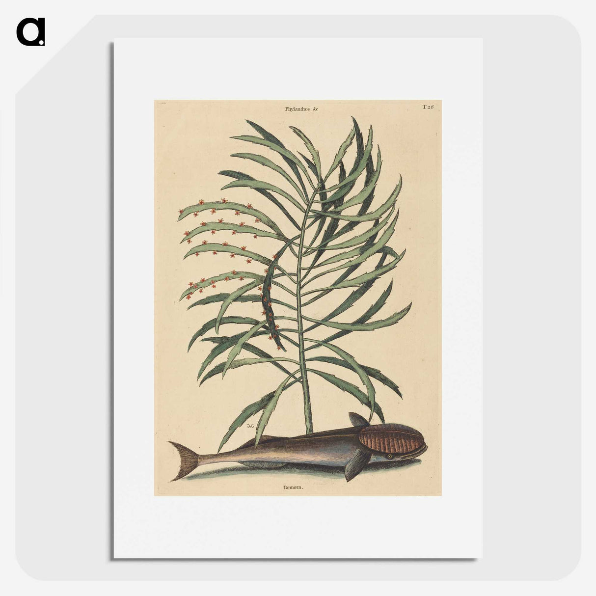 2-51_Mark-Catesby_picture