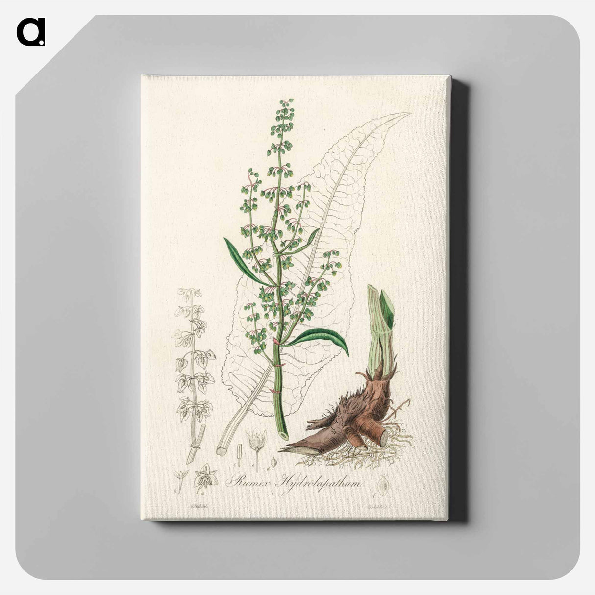 アートパネル-Rumex hydrolapathum
- 薬用植物学 Canvas.