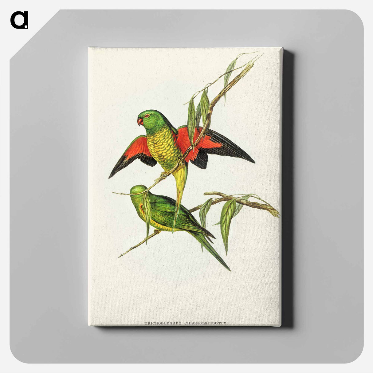 Scaly-breasted Lorikeet
- オーストラリアの鳥 Canvas.