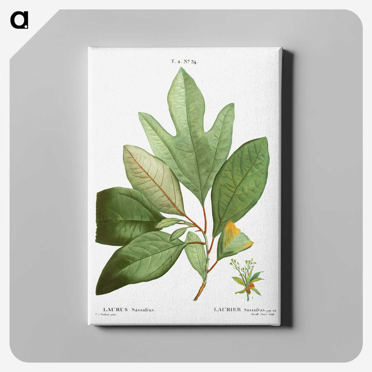 2-51_Treatise-on-Trees-and-Shrubs_canvas
