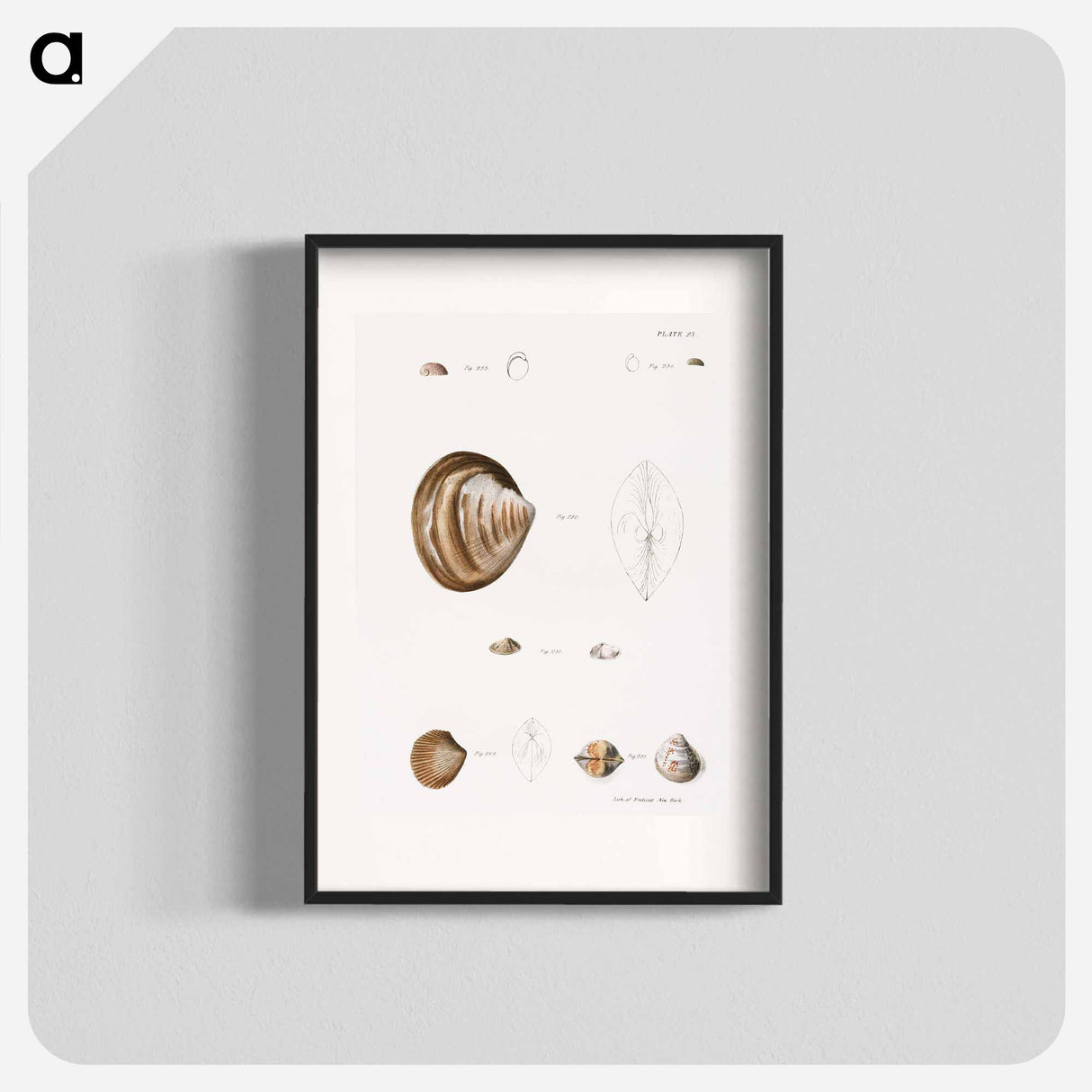 Different types of seashells illustration from Zoology of New York by James Ellsworth De Kay - ニューヨークの動物学 Poster.