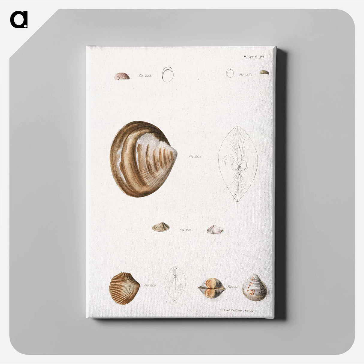 Different types of seashells illustration from Zoology of New York by James Ellsworth De Kay - ニューヨークの動物学 Canvas.