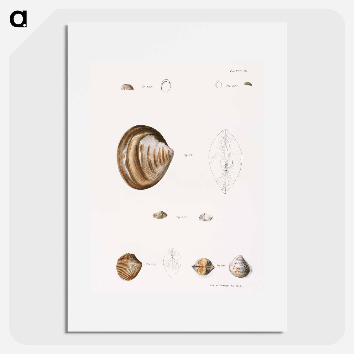 Different types of seashells illustration from Zoology of New York by James Ellsworth De Kay - ニューヨークの動物学 Poster.