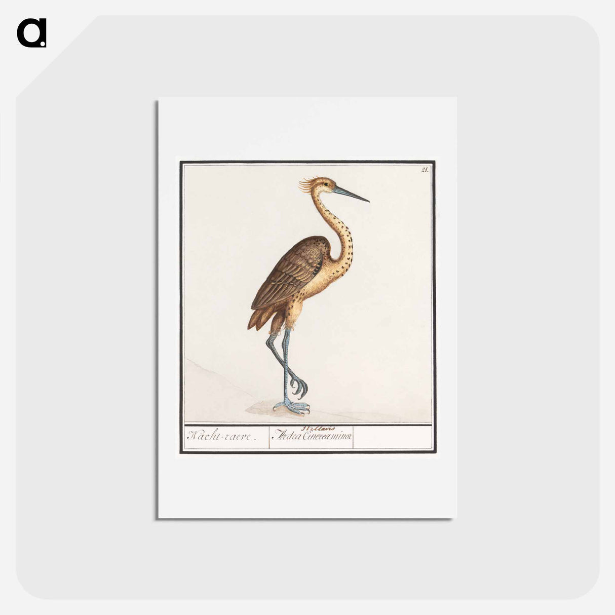 アートポストカード-Heron, Ardea - アンセルムス ボエティウス デ ブート Postcard.