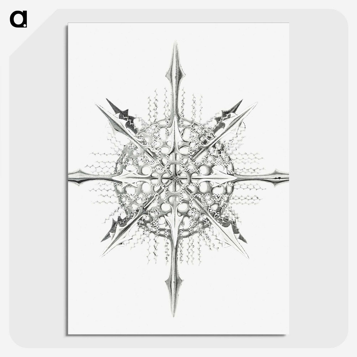 2-52_Ernst-Haeckel_picture-crop