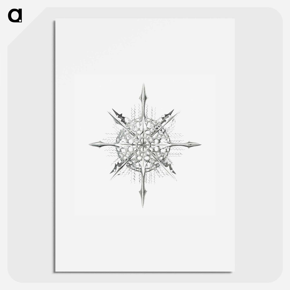 Vintage marine life illustration on white background - エルンスト ヘッケル Poster.
