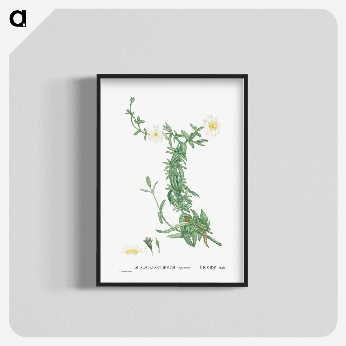 2-52_Histoire-des-Plantes-Grasses_blk-crop