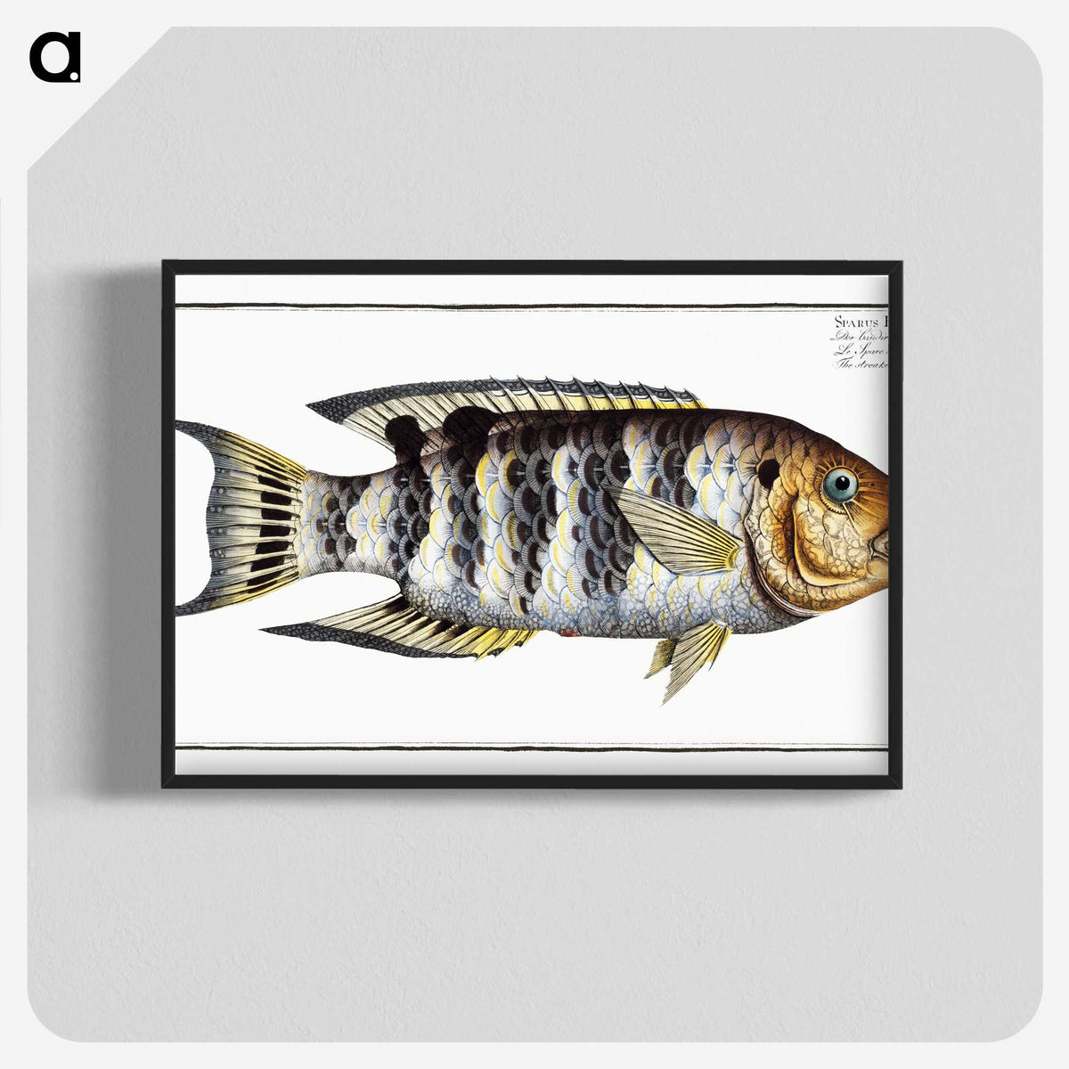 2-52_Ichtyologie-ou-Histoire-naturelle_blk-crop