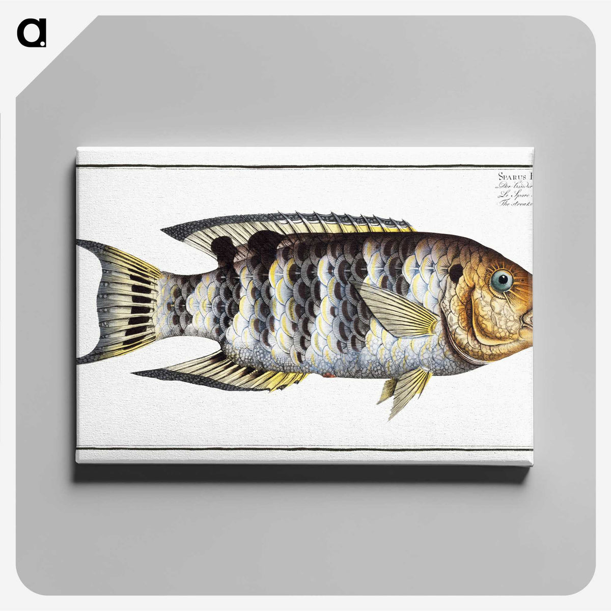 2-52_Ichtyologie-ou-Histoire-naturelle_canvas