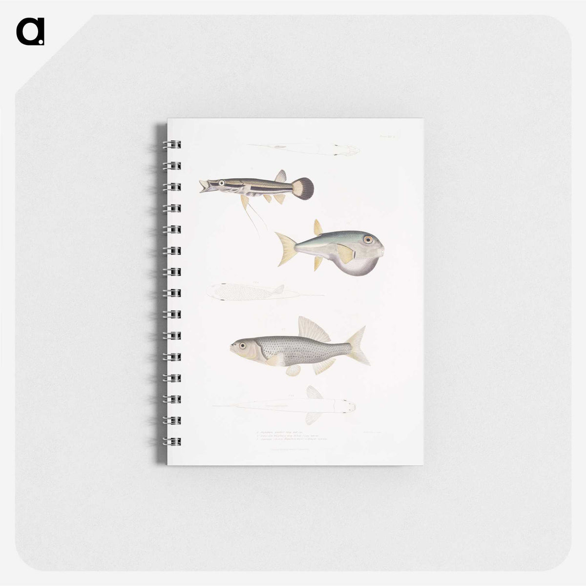 2-52_Indian-Zoology_memo