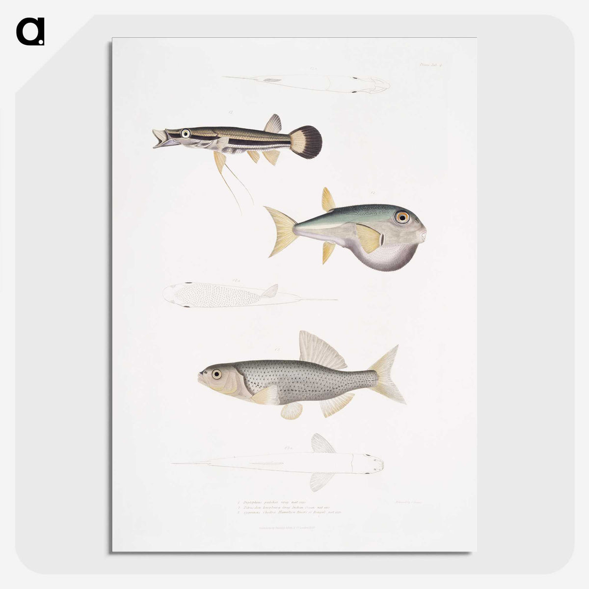 2-52_Indian-Zoology_picture-crop