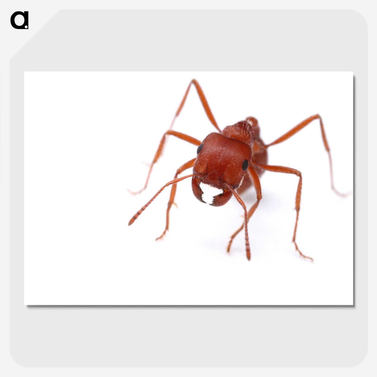 2-52_Insects-Unlocked-Project_picture-crop