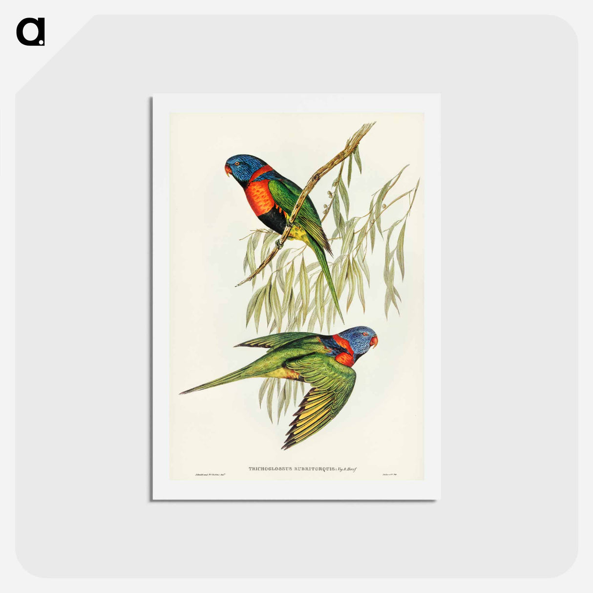 アートポストカード-Red-collared Lorikeet
- ジョン グールド Postcard.