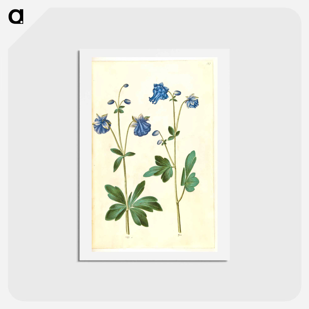 アートポストカード-Aquilegia vulgaris
- マリア ジビーラ メーリアン Postcard.