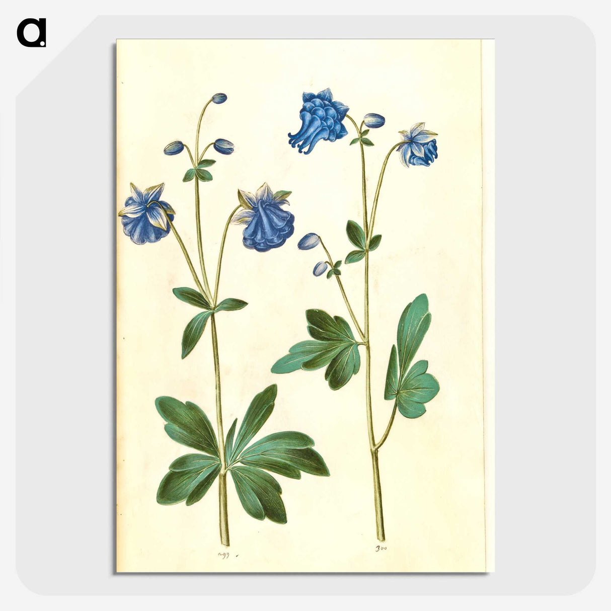 2-52_Maria-Sibylla-Merian_picture-crop