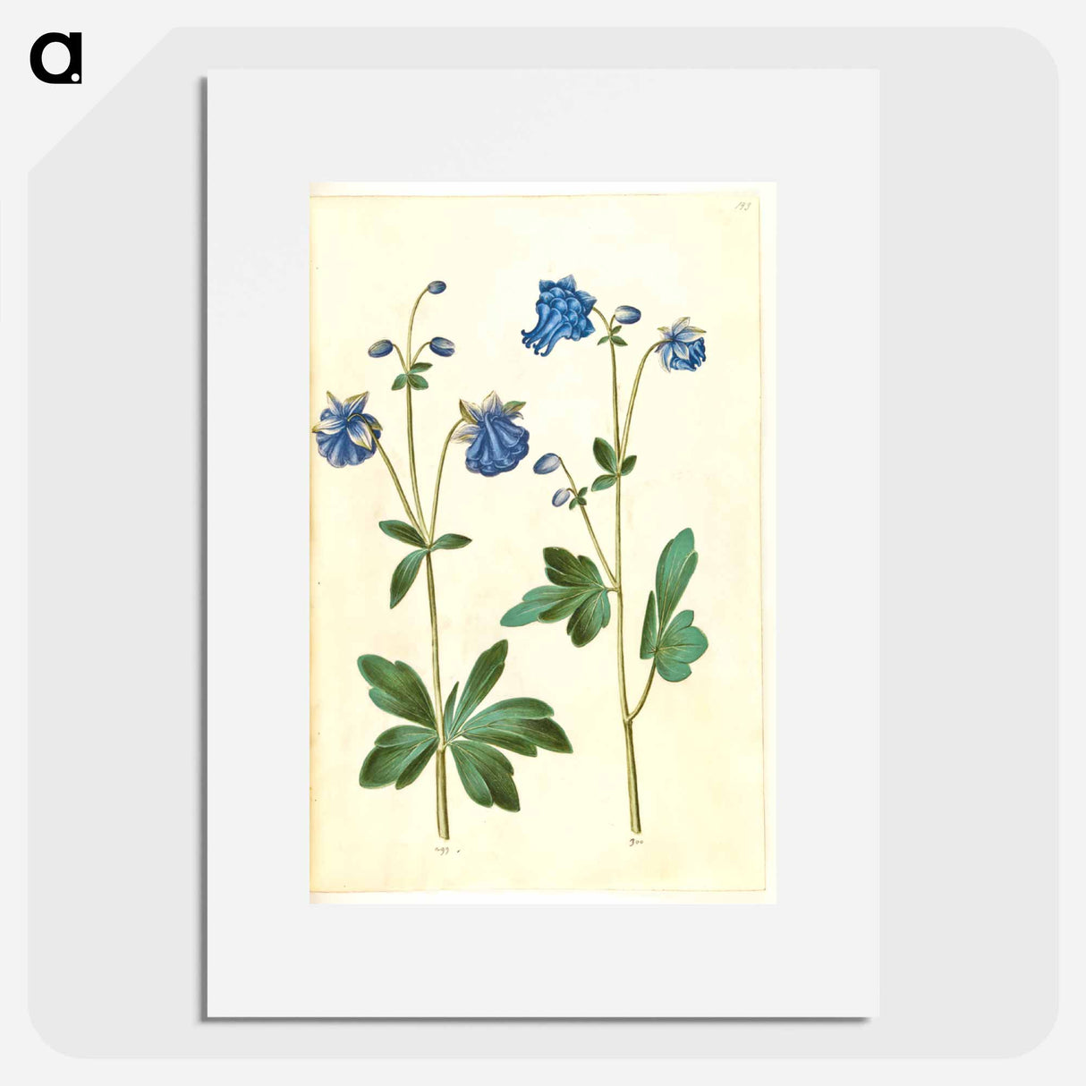 アートポスター-Aquilegia vulgaris
- マリア ジビーラ メーリアン Poster.