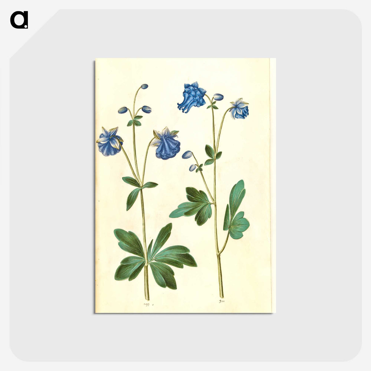 2-52_Maria-Sibylla-Merian_postcard