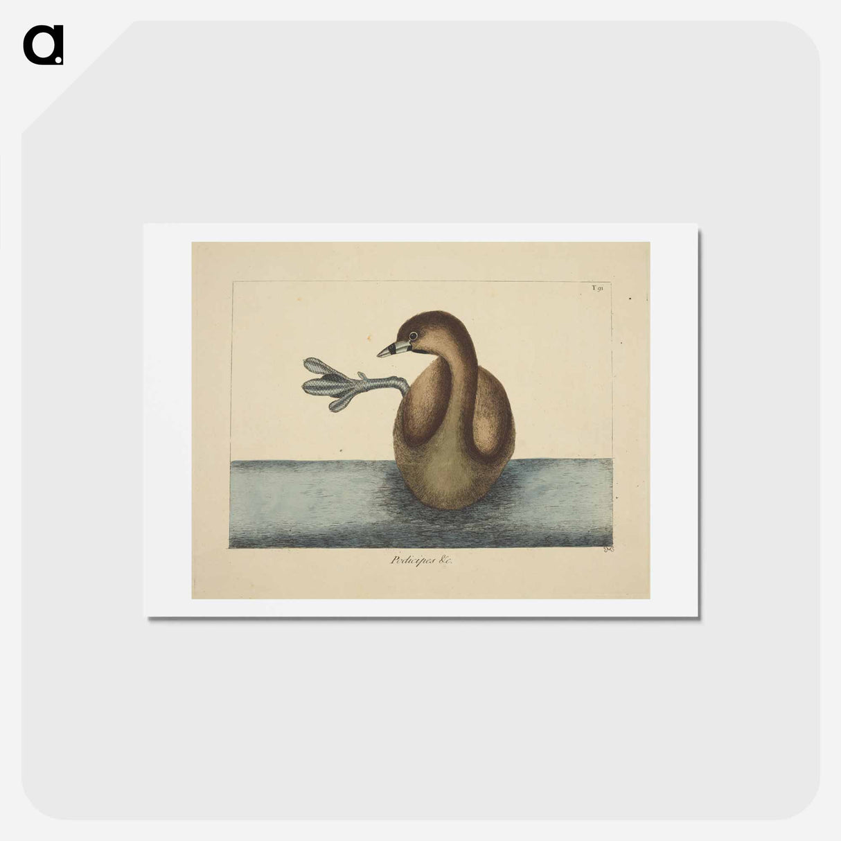 アートポストカード-Pied-billed Dobchick
- マーク ケイツビー Postcard.