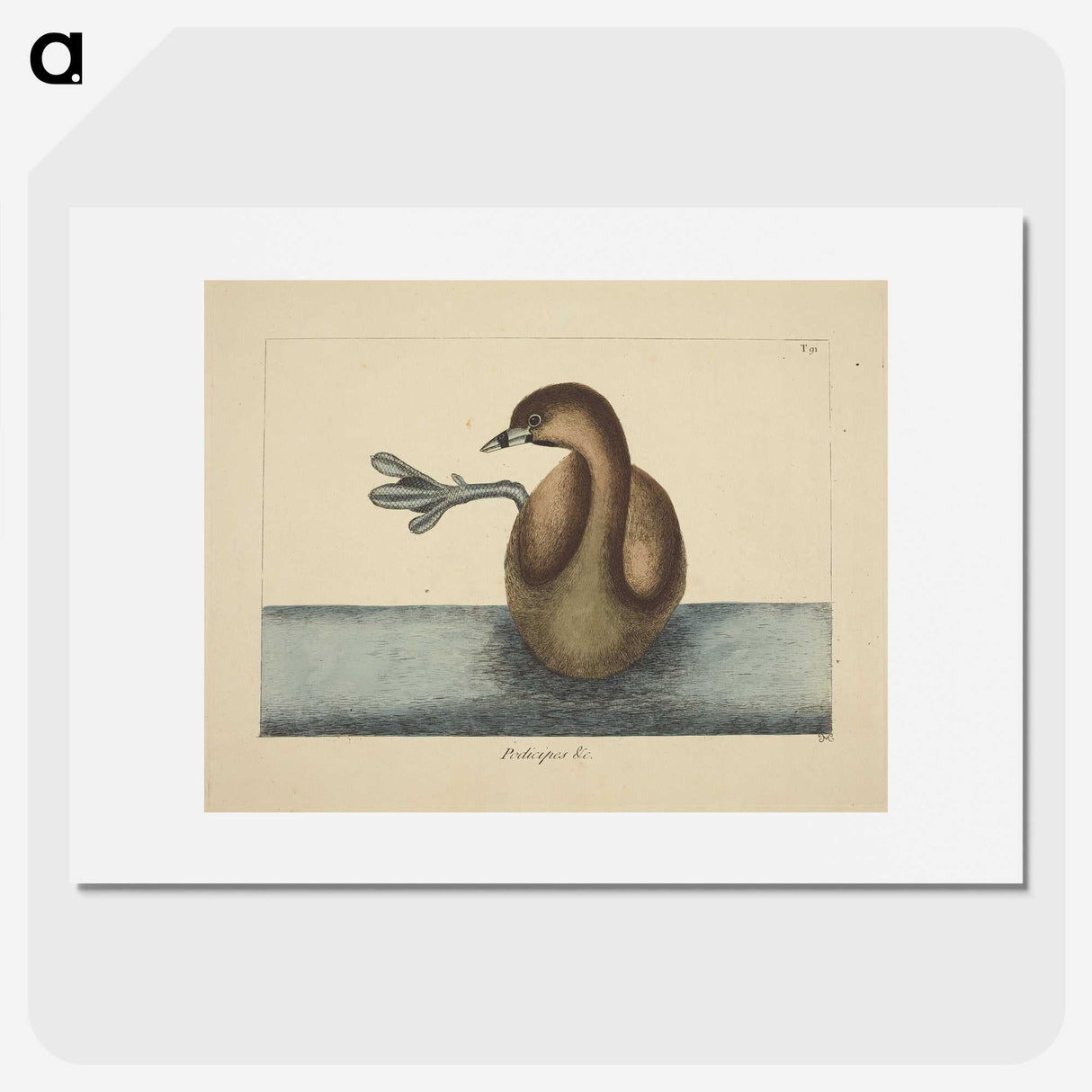 2-52_Mark-Catesby_picture