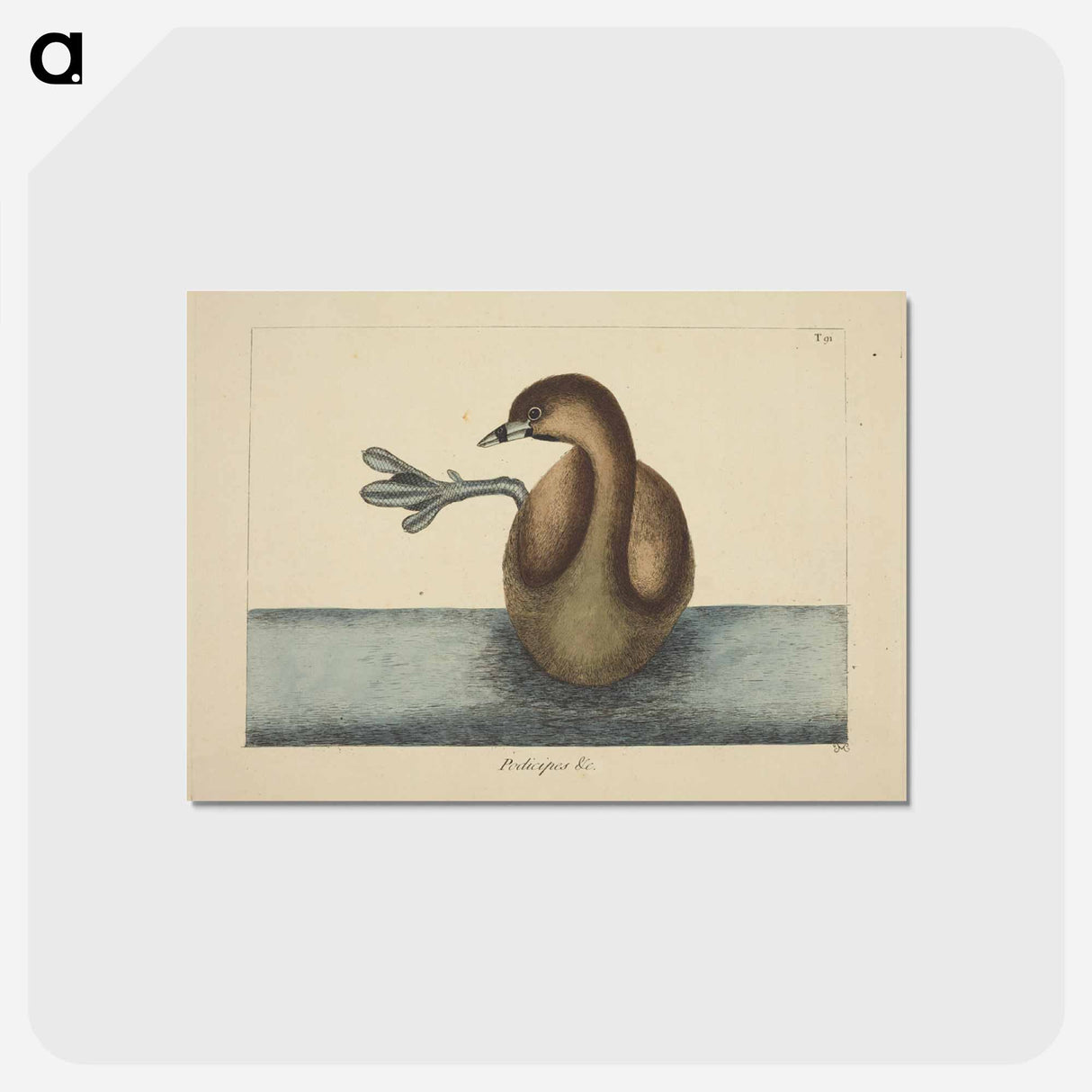 アートポストカード-Pied-billed Dobchick
- マーク ケイツビー Postcard.