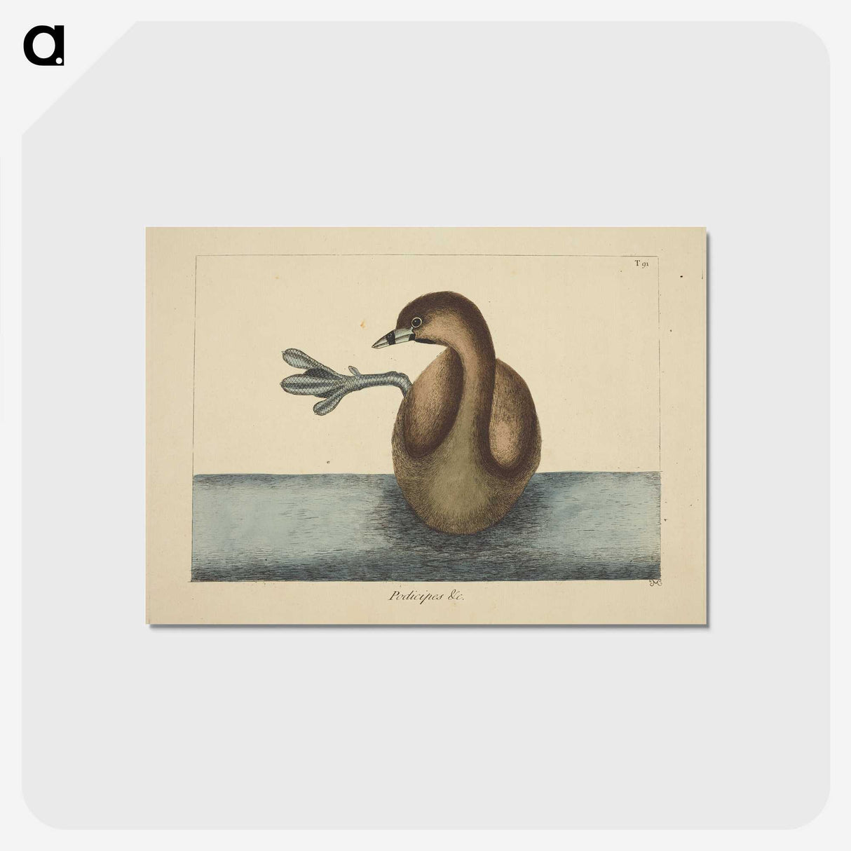 2-52_Mark-Catesby_postcard