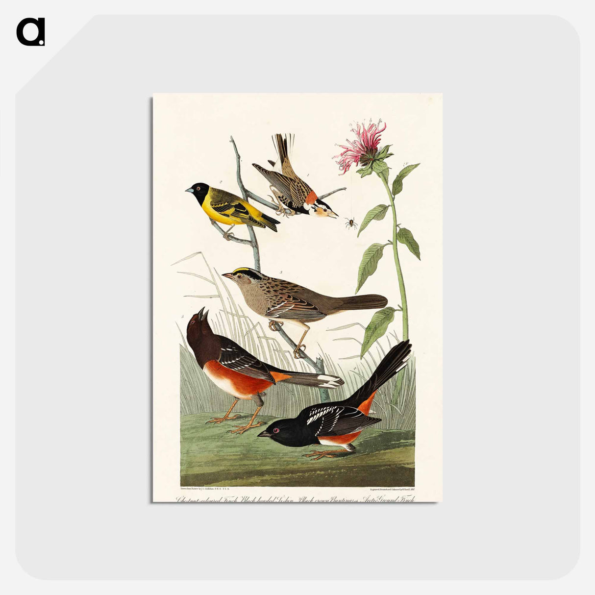 アートポストカード-Chestnut-coloured Finch, Black-headed Siskin, Black crown Bunting and Arctic Ground Finch from Birds of America
- アメリカの鳥たち Postcard.