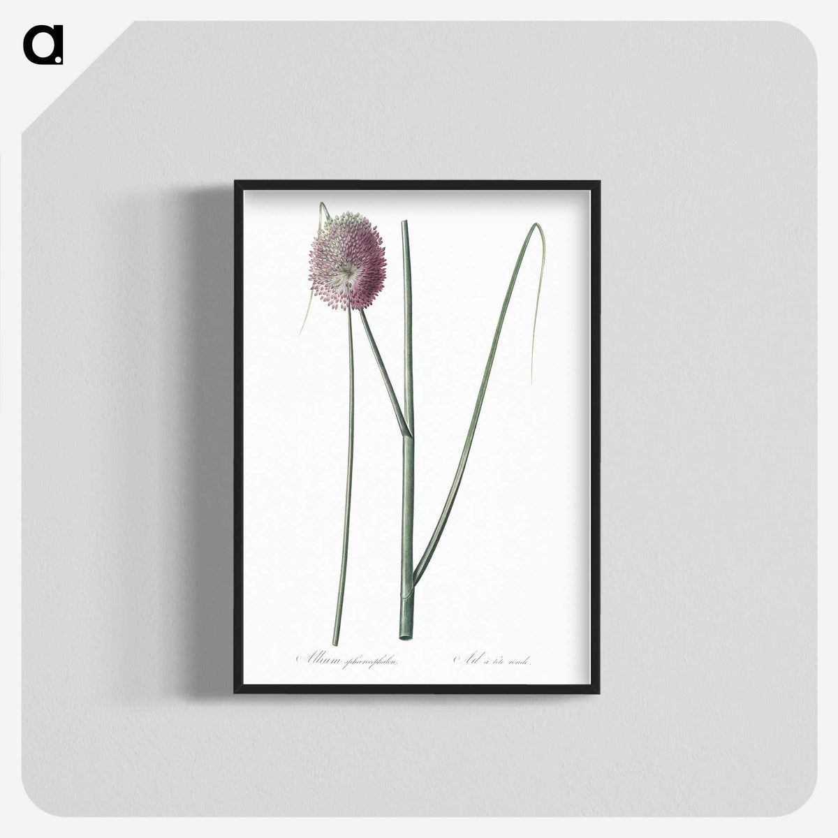 2-52_The-Lilies_blk-crop