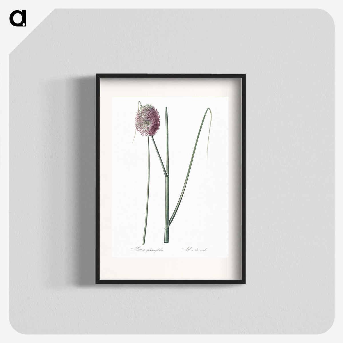 2-52_The-Lilies_blk