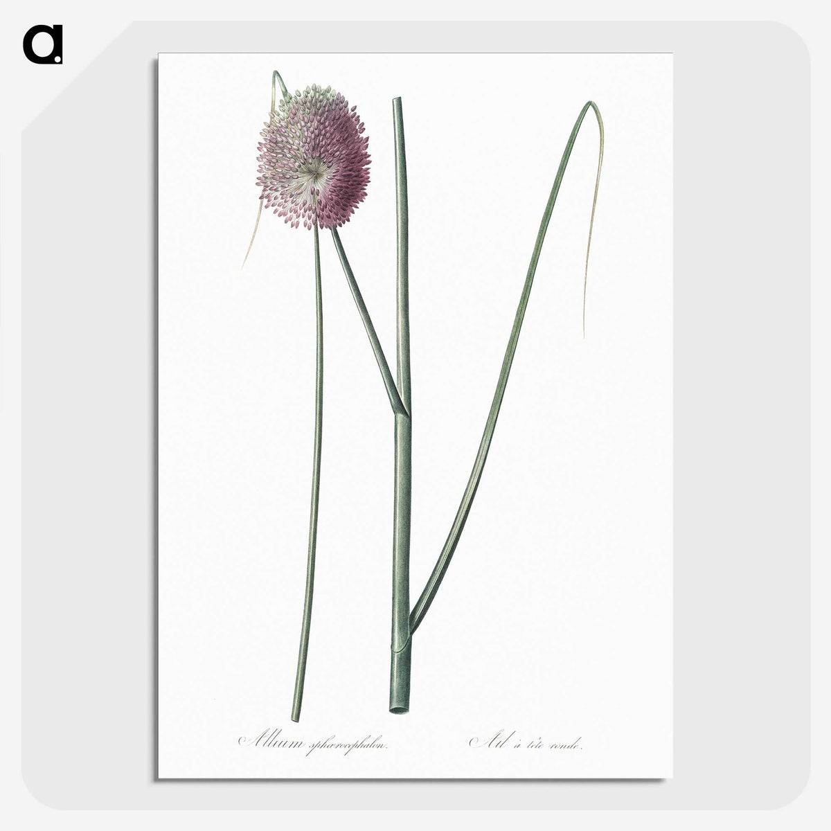 2-52_The-Lilies_picture-crop