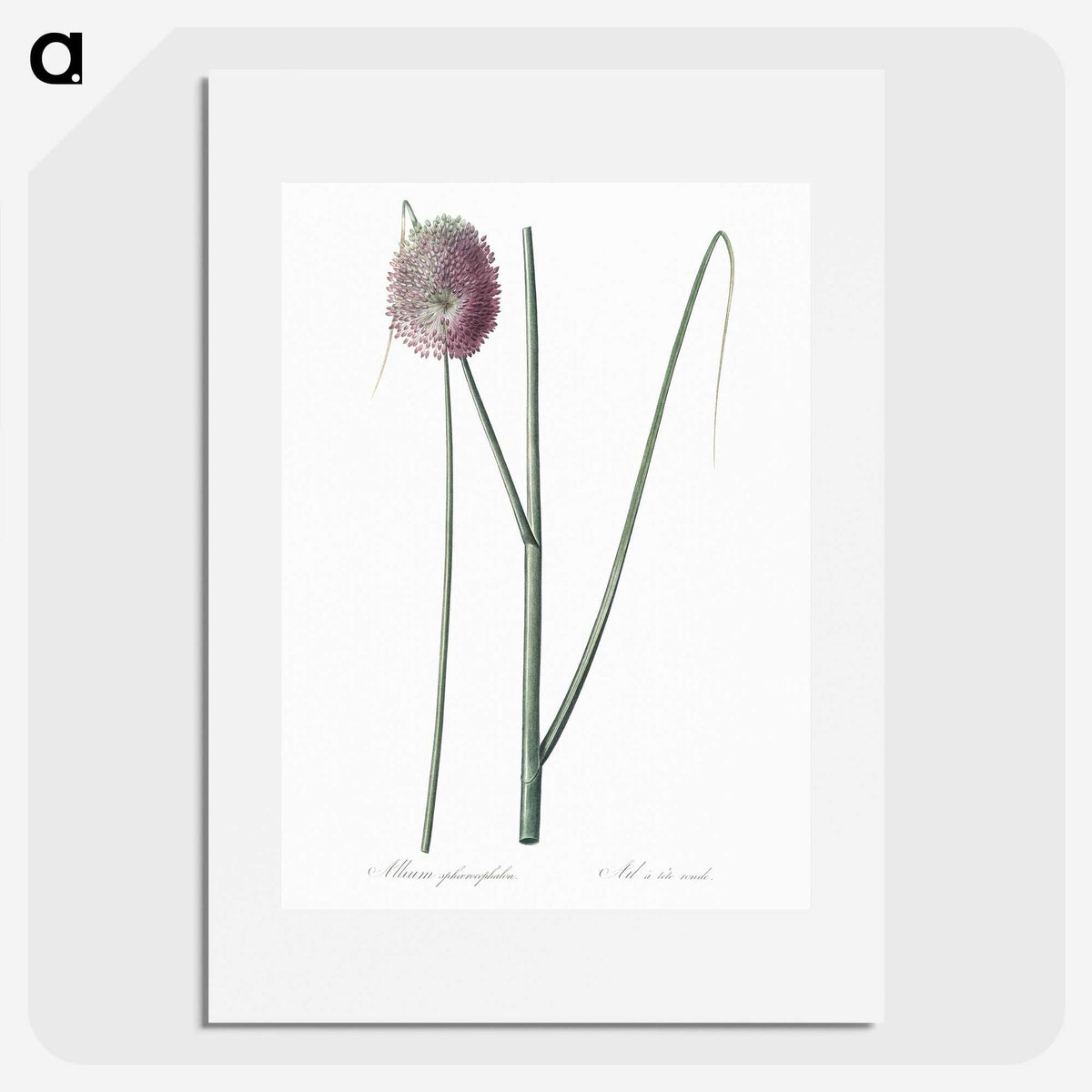 2-52_The-Lilies_picture
