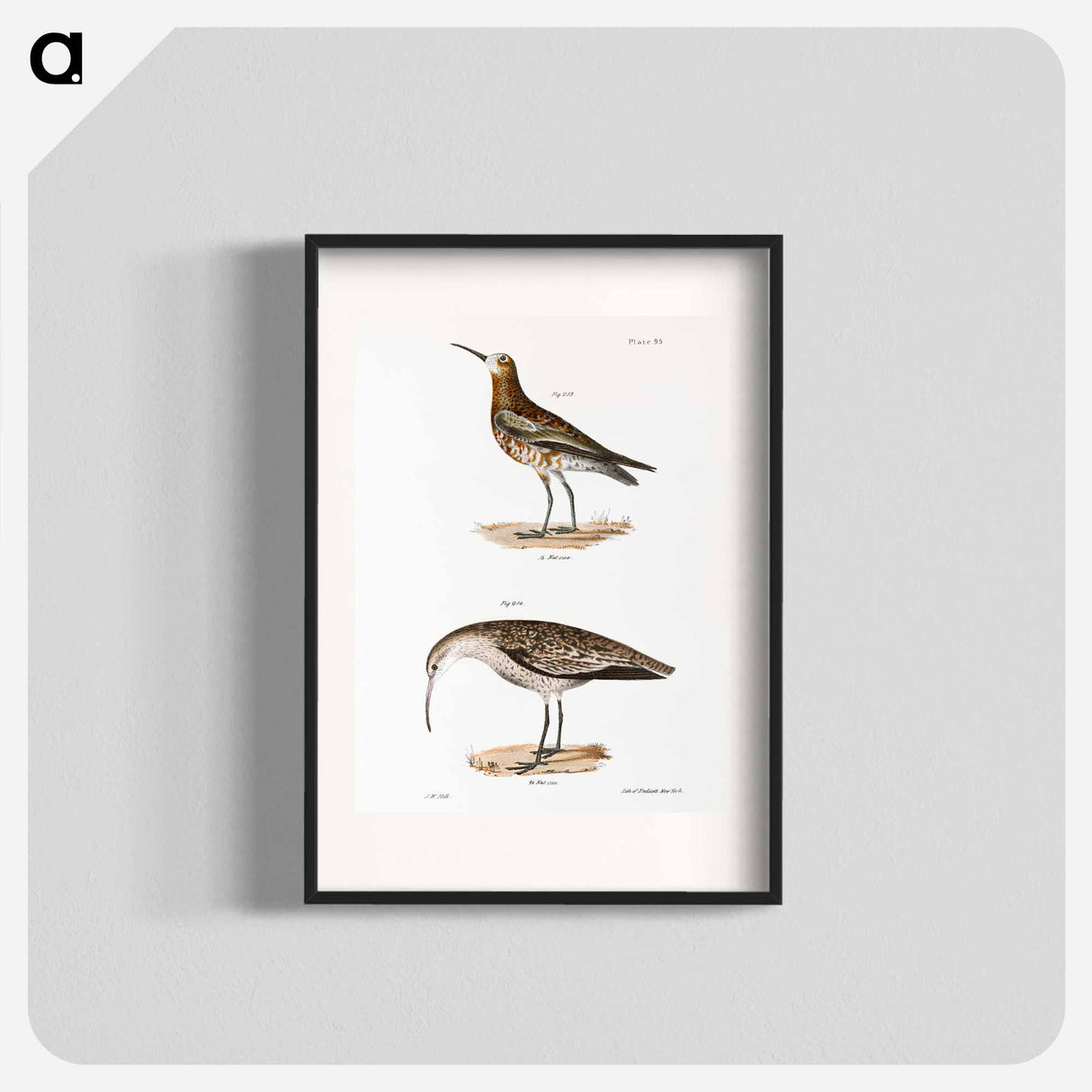 Curlew Sandpiper - ニューヨークの動物学 Poster.