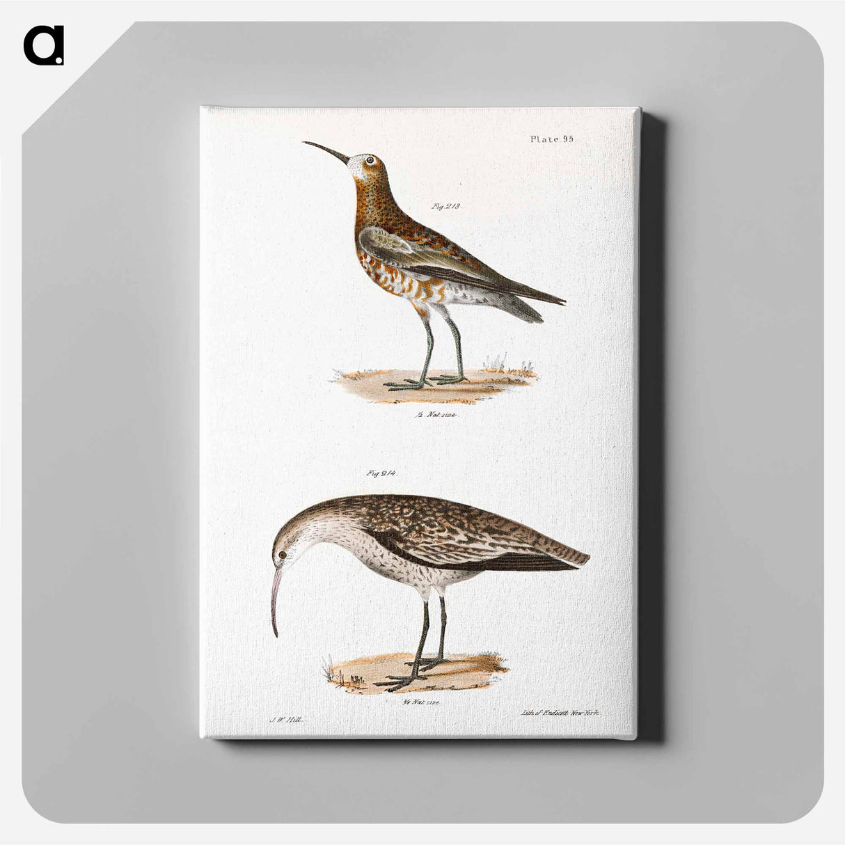 Curlew Sandpiper - ニューヨークの動物学 Canvas.