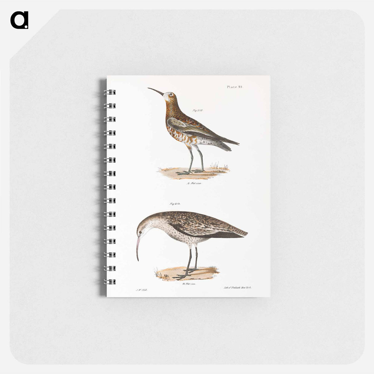 Curlew Sandpiper - ニューヨークの動物学 Memo.