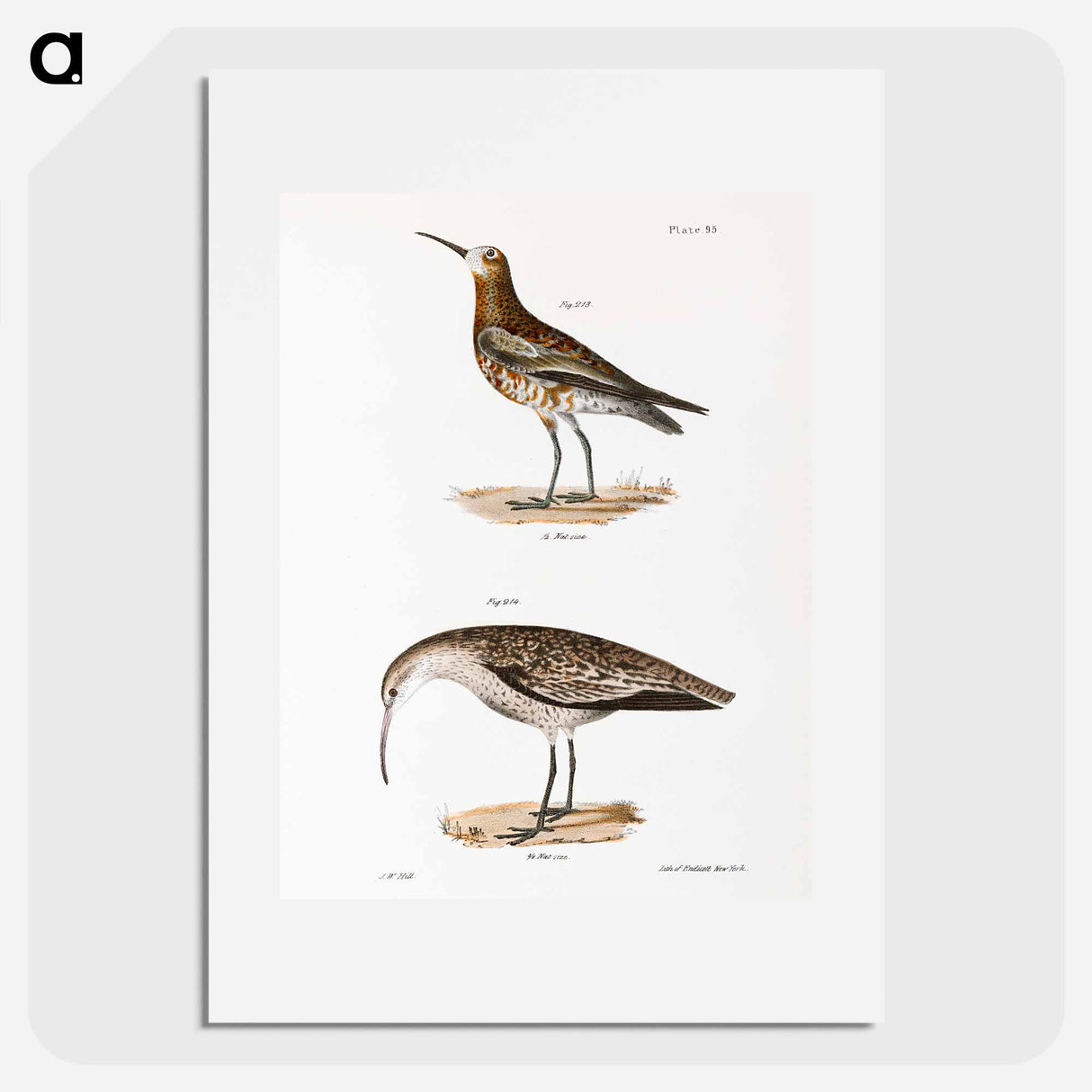 Curlew Sandpiper - ニューヨークの動物学 Poster.