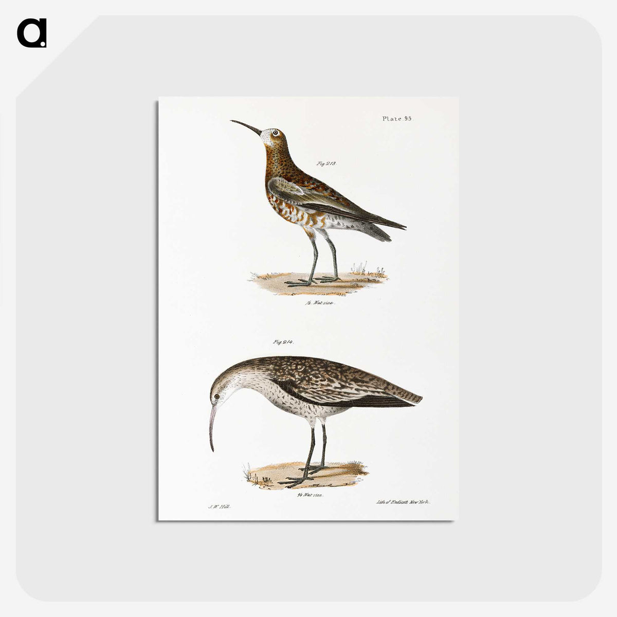 2-52_Zoology-of-New-York_postcard