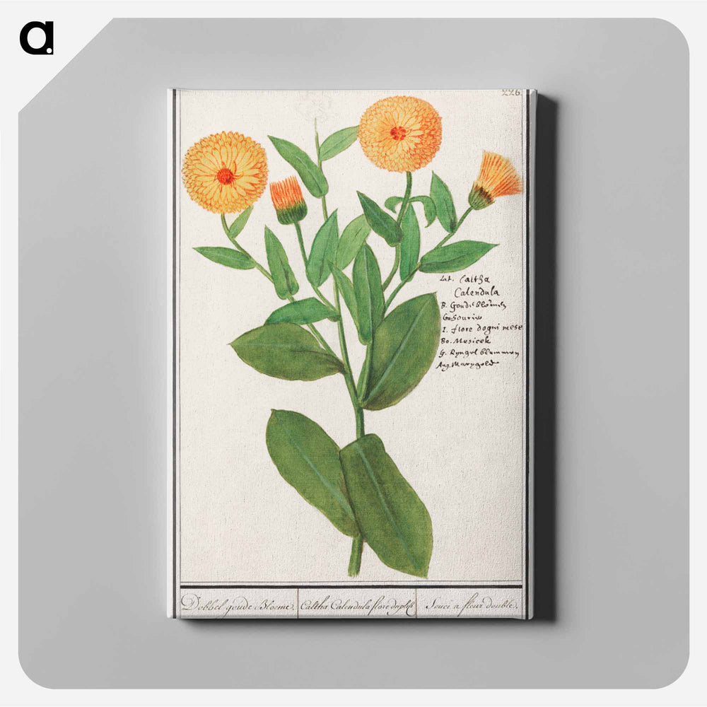 Marigold, Calendula officinalis - アンセルムス ボエティウス デ ブート Canvas.
