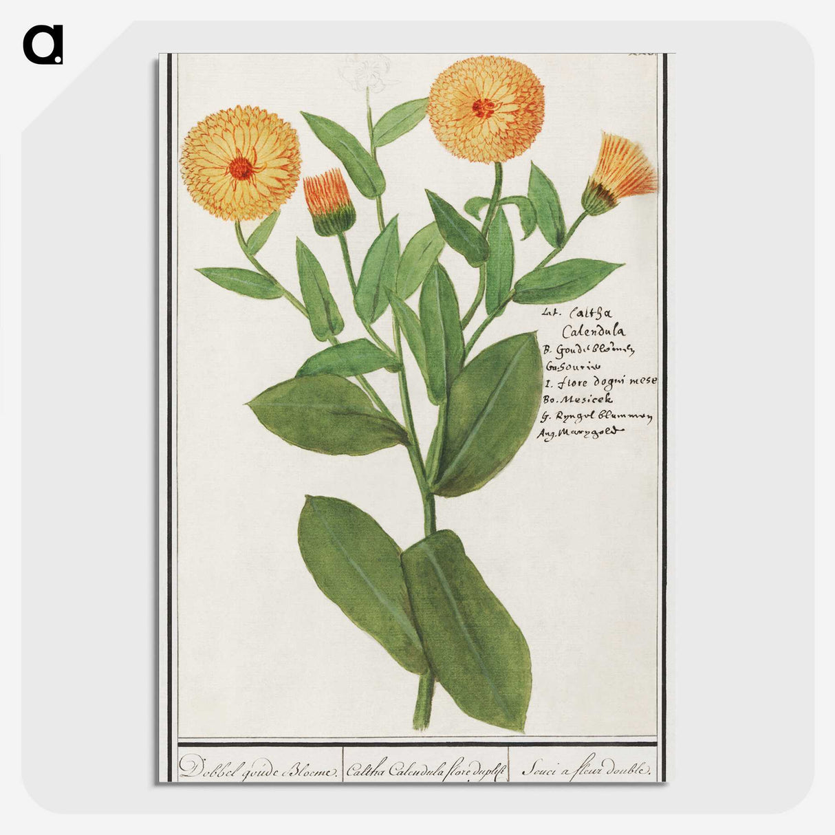 2-53_Anselmus-Boetius-de-Boodt_picture-crop