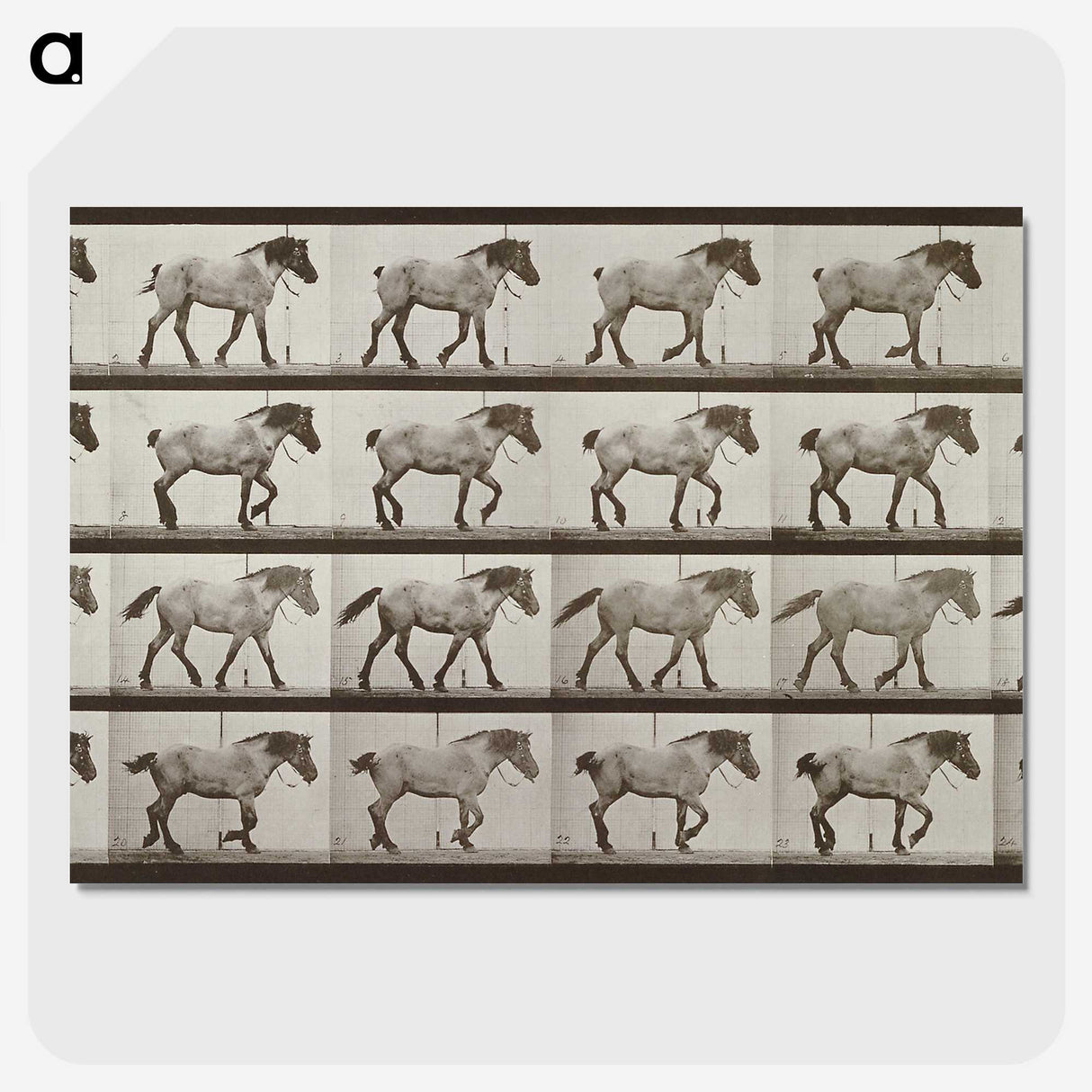 2-53_Eadweard-Muybridge_picture-crop